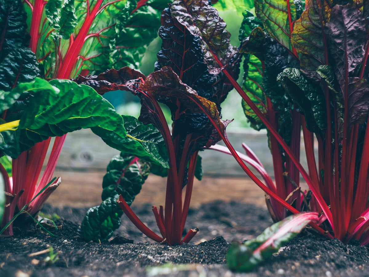 Why Are Minerals Important to Your Diet Why Are Minerals Important to Your Diet