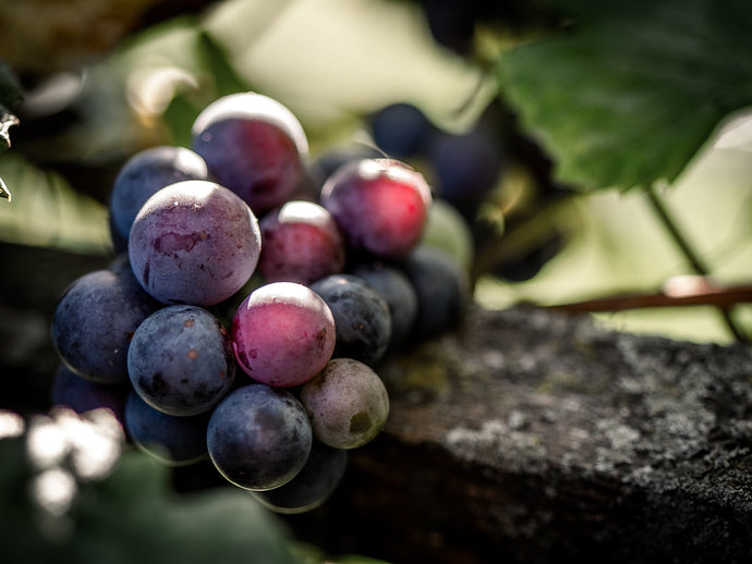 Human Health and Resveratrol